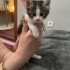 Tam bir aylık dişi yavru kedi fotoğraf