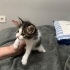 Tam bir aylık dişi yavru kedi fotoğraf