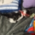 Tam bir aylık dişi yavru kedi fotoğraf