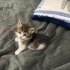 Tam bir aylık yavru kedi fotoğraf
