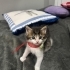 Tam bir aylık yavru kedi fotoğraf