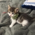 Tam bir aylık yavru kedi fotoğraf