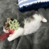Tam bir aylık yavru kedi fotoğraf