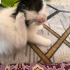 Dört tane 1.5 aylık yavru fotoğraf