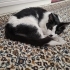 Her bakımı hazır kedi fotoğraf