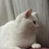 Sağlık Sebebiyle Sahiplendirilecek Dünya Tatlısı British Shorthair Kırması fotoğraf