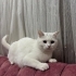 Sağlık Sebebiyle Sahiplendirilecek Dünya Tatlısı British Shorthair Kırması fotoğraf