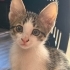 KEPÇE GÜZELLİK ÖMÜRLÜK YUVA ARIYOR fotoğraf