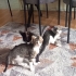 Oyuncu yavru erkek tekir kardeşler fotoğraf