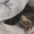 Yavru tekir kedi fotoğraf