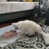 Acil pamuk yeni yuvasını arıyor fotoğraf
