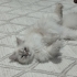 Acil pamuk yeni yuvasını arıyor fotoğraf