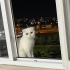 Neşeli kızımız mia fotoğraf