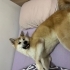 oyuncu akıllı sumo fotoğraf