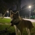 oyuncu akıllı sumo fotoğraf