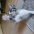 ANNESİZ YAVRU KEDİLERE YUVA fotoğraf