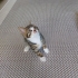 ANNESİZ YAVRU KEDİLERE YUVA fotoğraf
