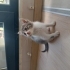ANNESİZ YAVRU KEDİLERE YUVA fotoğraf