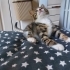 ANNESİZ YAVRU KEDİLERE YUVA fotoğraf