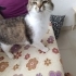 SOKAKTA BULDUĞUMUZ CİNS KEDİYI SAHİPLENDIRMEK ISTIYORUM fotoğraf