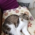 SOKAKTA BULDUĞUMUZ CİNS KEDİYI SAHİPLENDIRMEK ISTIYORUM fotoğraf