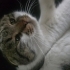 SOKAKTA BULDUĞUMUZ CİNS KEDİYI SAHİPLENDIRMEK ISTIYORUM fotoğraf