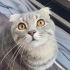 Kedi sevenler için fotoğraf