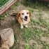 Sosis yuva arıyor fotoğraf