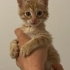 Bu Minik Sarmanlara Acil Yuva Aranıyor fotoğraf