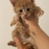 Bu Minik Sarmanlara Acil Yuva Aranıyor fotoğraf