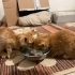 Bu Minik Sarmanlara Acil Yuva Aranıyor fotoğraf