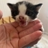 Fiko bebek ömürlük yuvasını arıyor fotoğraf