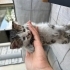 5 yavru kedimiz yuva arıyor fotoğraf