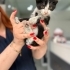 Çiko ömürlük yuvasını arıyor fotoğraf