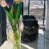 Dobi ve oğlu aslan yuva arıyor fotoğraf