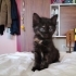 Tortie kedisi 1.5 aylık, dişi, kucak delisi fotoğraf