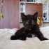 Tortie kedisi 1.5 aylık, dişi, kucak delisi fotoğraf