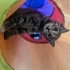 Çok oyuncu ve insanı çok seven temas bağımlısı 2 aylık dişi kedi fotoğraf