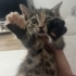 Çok oyuncu ve insanı çok seven temas bağımlısı 2 aylık dişi kedi fotoğraf