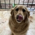 Aşılı, çipli, kısır, çocuklarla arası iyi, Golden, tuvalet eğitimi var fotoğraf