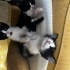 Smoki Bebekler Ücretsiz Sahiplendirme fotoğraf