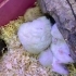 Hamster yeni yem yemeye başladılar fotoğraf