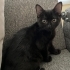 British annenin melez 2 çocuğu fotoğraf