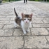 2 Aylık Bebek Tekir Yuva arıyor fotoğraf