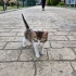 2 Aylık Bebek Tekir Yuva arıyor fotoğraf