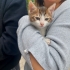 2 Aylık Bebek Tekir Yuva arıyor fotoğraf