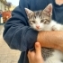 2 Aylık Bebek Tekir Kedi Yuva Arıyor fotoğraf