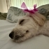 Maltese terrier kızımıza yuva fotoğraf