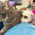 Maltese terrier kızımıza yuva fotoğraf