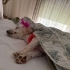 Maltese terrier kızımıza yuva fotoğraf